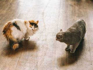 10 Ways to Deal With An Aggressive Cat