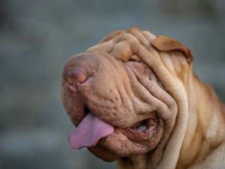 Shar Pei is a fighting breed