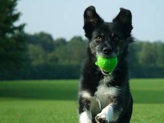 10 Most Trainable Dog Breeds