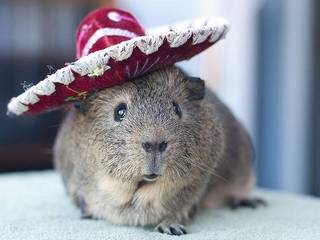 Can You Feed a Guinea Pig?