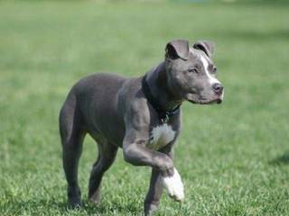 Dog breed Pit Bull Terrier