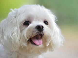 Maltese