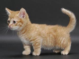 Munchkin cat breed