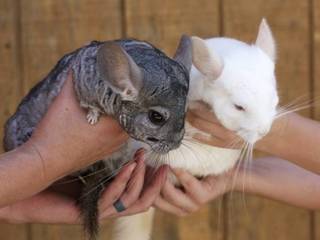 Chinchilla