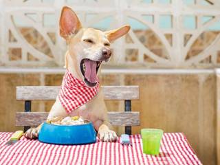 Best foods for Dogs