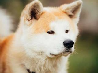 Japanese Akita dog - legend
