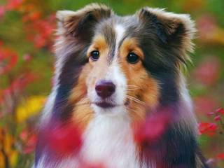 Shetland sheepdog