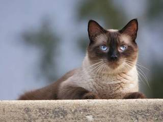 Siamese cat