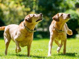 Who is the relative of the domestic dog?