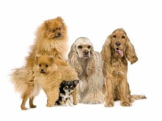 Dog Breeds