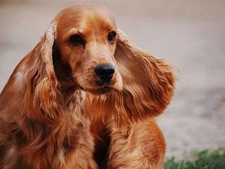 The English Cocker Spaniel breed standard