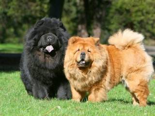 The most expensive dog breeds