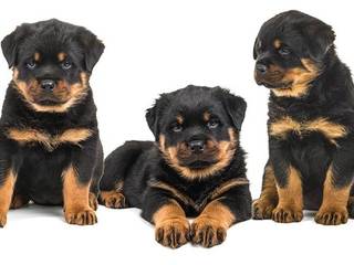 Rottweiler