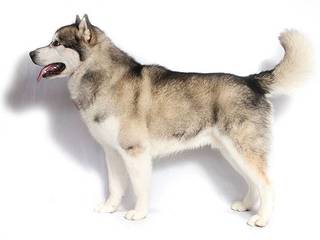 Husky: the breed standard