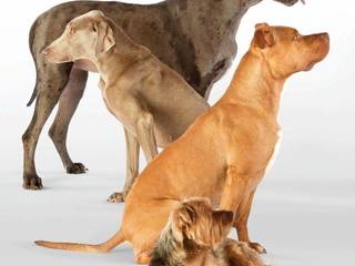 Characteristic features of dogs of certain breeds
