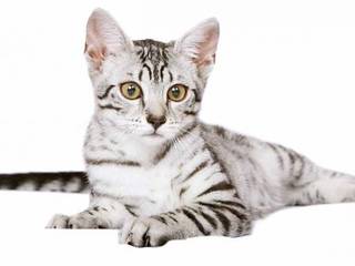 Cat breed - Egyptian Mau