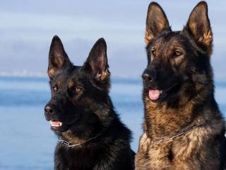 How to choose a German Shepherd