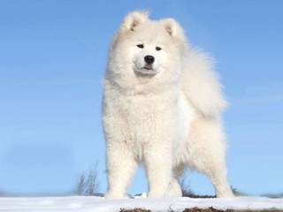 Samoyed is a cheerful pet snow bank