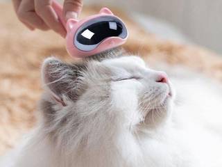 How to achieve healthy hair of your cat?
