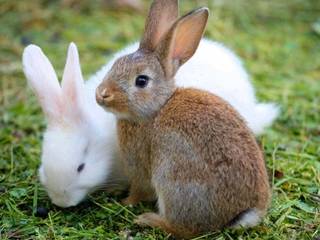Why a bunny is the symbol of Easter?