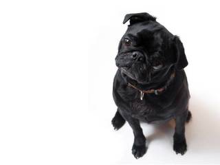 Black pug dog keep and care