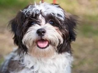 Description of the dog breed Shih Tzu