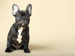 French bulldog puppy: keeping rules and terms