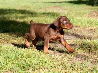 The Ultimate Guide to Owning a Doberman: Tips and Tricks
