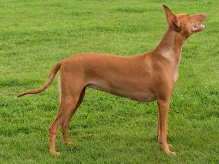 Pharaoh Hound is a piece of ancient Egypt