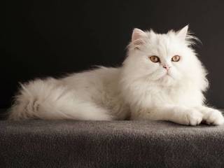 Persian cat is a favorite child of breeders
