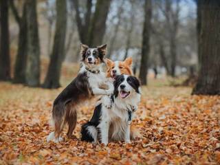 Tips on Living Peacefully With Your New Dog