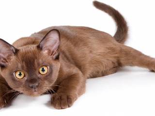 Burmese cat