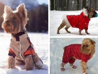 How to dress your four-legged friend in winter?
