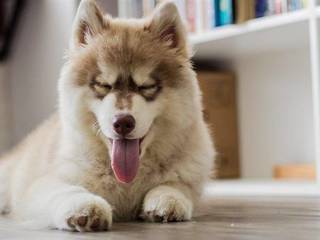 Husky – a four-legged kindly soul with blue eyes