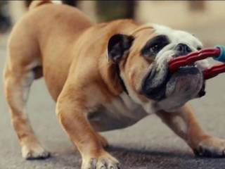 English bulldog at your home? You are lucky!