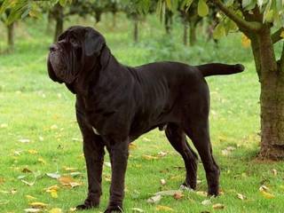 Mastiff - home giant guarding your family