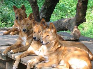 Wild dog breeds