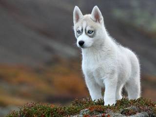 Proper puppy's training