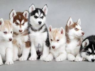 Everything about Siberian husky breed