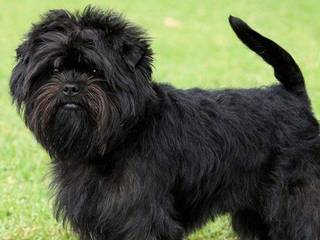 Dog Breeds: affenpincher