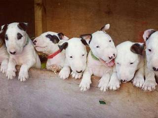 Bull Terrier