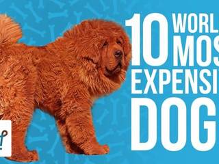 The 10 Most Expensive Dog Breeds in the World