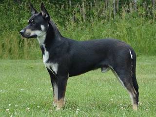 Rare breeds of dogs: Carolina Dog