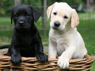 The Labrador Retriever