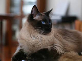 Balinese cat