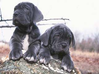 Neapolitan Mastiff: the history of breed