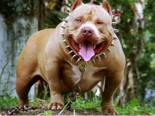 Top 5 Banned Dog Breeds
