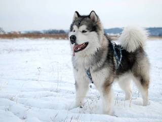 Northern wolf – Alaskan Malamute