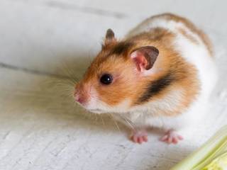 7 reasons for choosing a hamster as a pet
