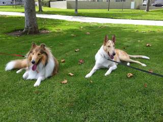 Rough and Smooth Collie